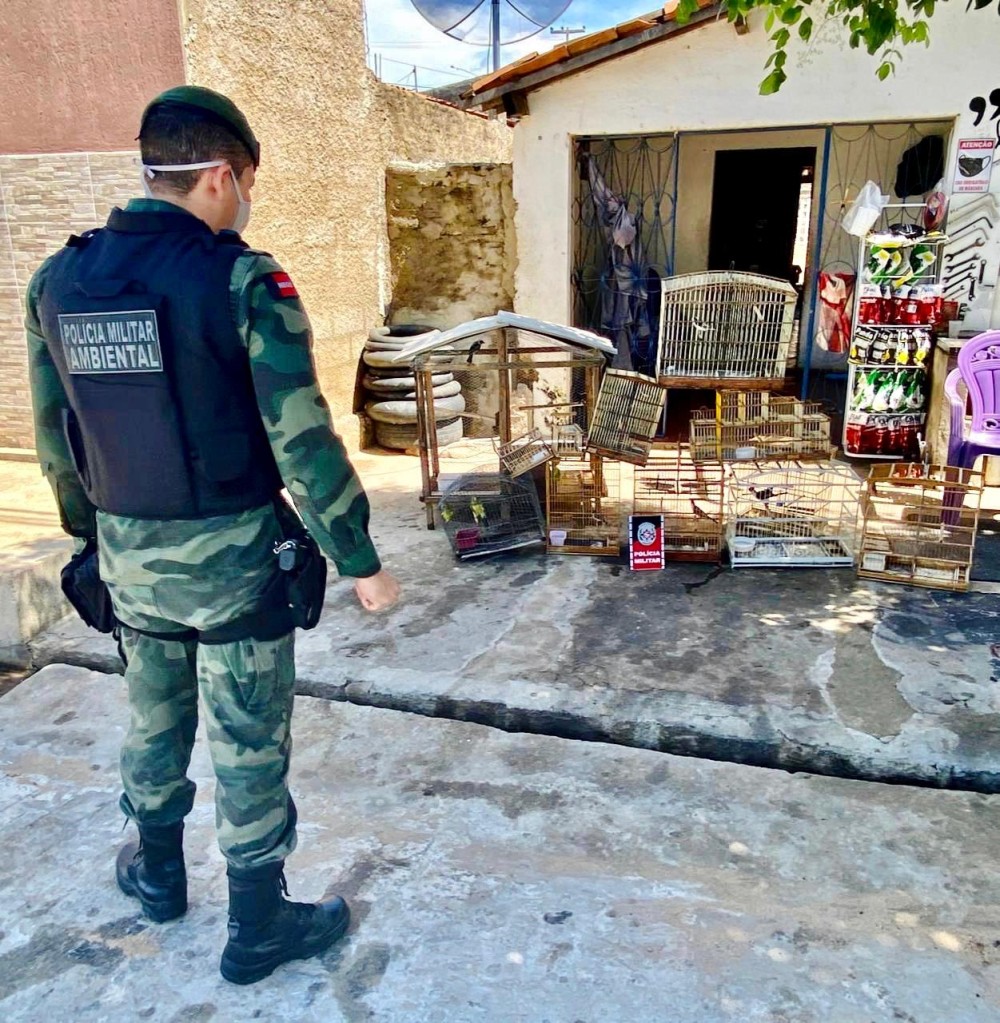 Polícia Ambiental apreende aves em Pombal