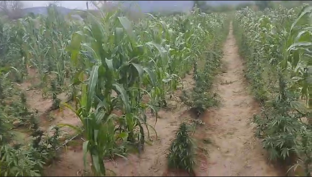 Vídeo: Polícia Civil destrói plantação com mais 200 mil pés de maconha no município de Passagem