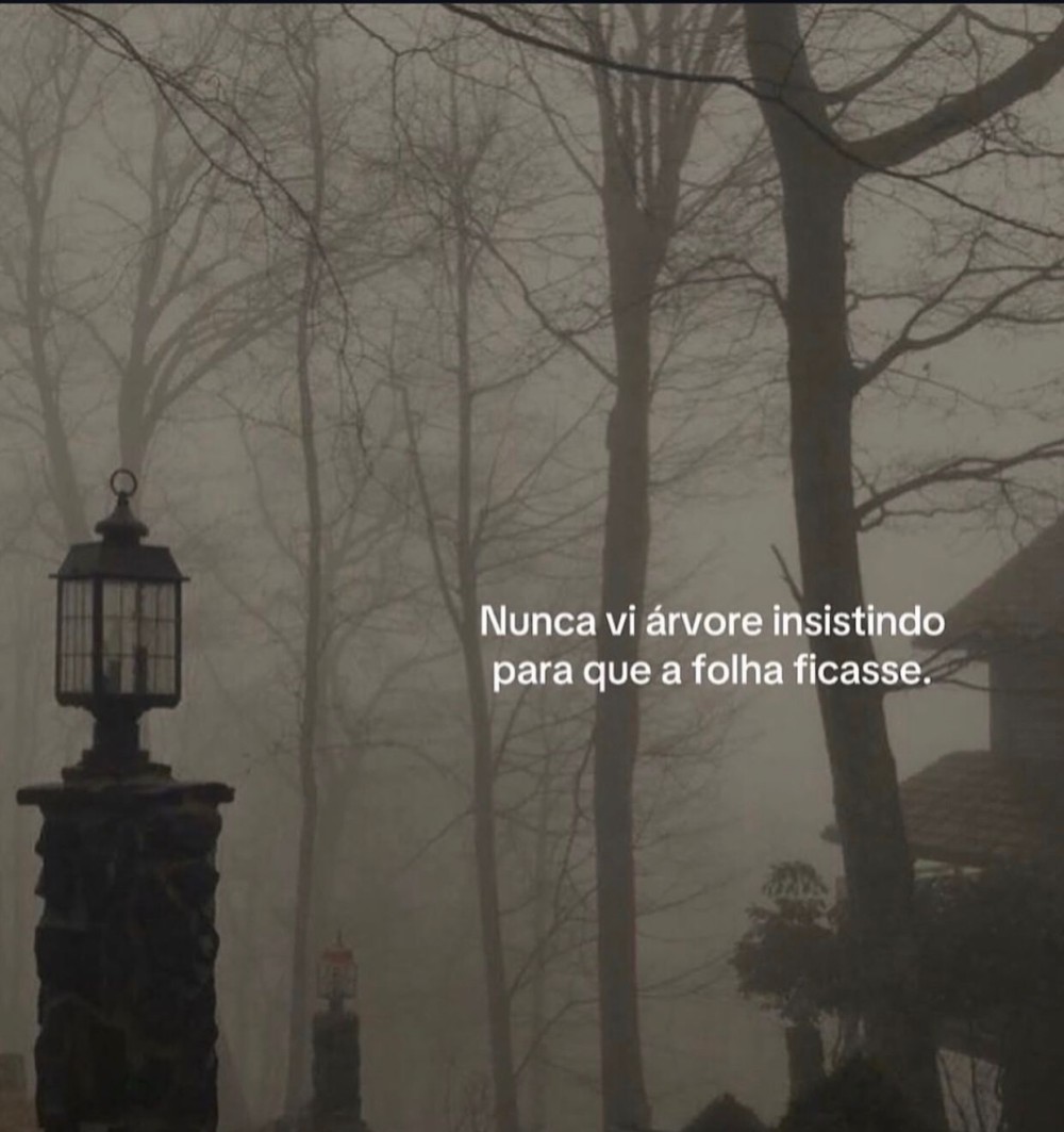 A árvore e o feed - reflexões de um feriado